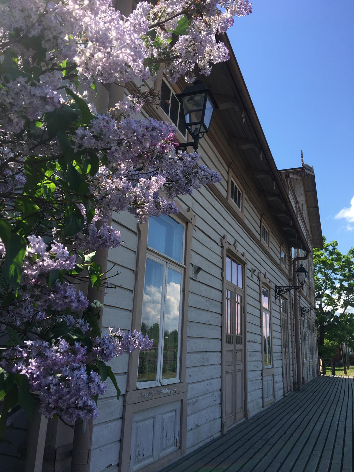 Vaalea puurakenteinen rautatieasemarakennus, jonka edessä kukkivat violetit syreenipensaat